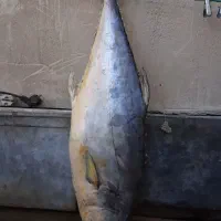 ماهی جنوب|ماهی|کاشان, سیفی آباد|دیوار