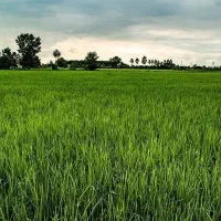 زمین شالیزار متری ۳۹۰ تک برگ سند