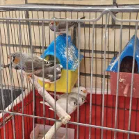 سه جفت فنچ مولد|پرنده|اصفهان, سپاهان‌شهر|دیوار