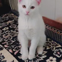 دوتا گربه پرشین کلاسیک|گربه|بردسکن, |دیوار