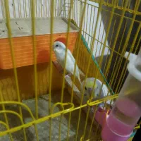 یه جفت مرغ عشق سالم وسرحال|پرنده|بانه, |دیوار