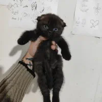 بچه گربه اسکاتیش سیامی|گربه|مشهد, یوسفیه (شهرک غرب)|دیوار