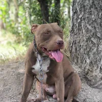 سگ پیتبول|سگ|تهران, باغ فیض|دیوار