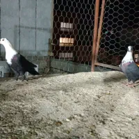 مخمل|پرنده|شیراز, احمدآباد|دیوار