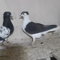 کفتررنگه|پرنده|مشهد, ده دی|دیوار