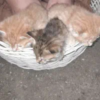 واگذاری رایگان گربه