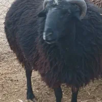 قوچ نژاد دار