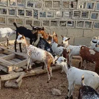 صلاله بزغاله