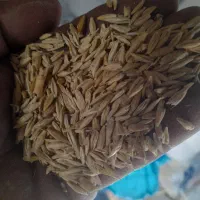 جو دیم|عمده‌فروشی|مرودشت, مجد آباد|دیوار