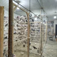 بار جدید کبوتر .کفترتک‌وتعدادسواکن وجداکن