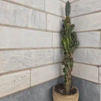 کاکتوس صخره‌ای