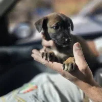 توله مالینیوز|سگ|فشم, |دیوار