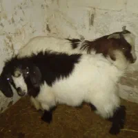 دوتابزغاله نر گوشتی|حیوانات مزرعه|میاندوآب, |دیوار