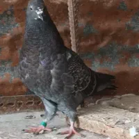 ۳عدد جوجه کبوتر اس اماده جلد
