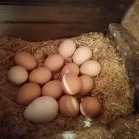 تخم مرغ نطفدار