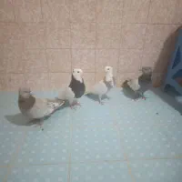 کبوتر ماده|پرنده|شیراز, آبیاری|دیوار