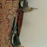 عروس هلندی