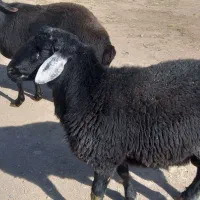 قوچ کبود