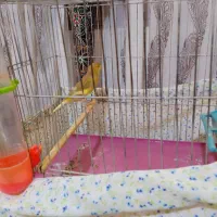 قناری نرجوان|پرنده|نهاوند, |دیوار