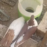 ساده سرخ خالدم زرد افغانی نر