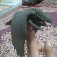 قرقی آویز ایرانی