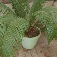 گل  سیکاس