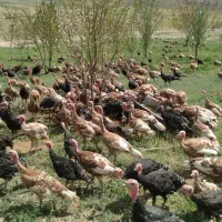 بوقلمون ارگانیک|حیوانات مزرعه|لاران, |دیوار