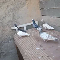 پرنده|پرنده|امیدیه, |دیوار