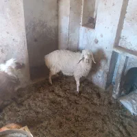 میش|حیوانات مزرعه|درمیان, |دیوار