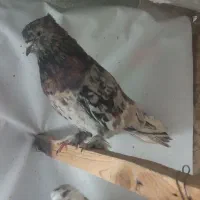 نر سرور آتشی همه  چیز  تمام