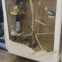 عروس هلندی ،کوتوله ،مرغ عشق،قفس بزرگ