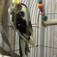 پرنده زینتی عروس هلندی|پرنده|آذرشهر, |دیوار