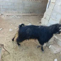 یک پازن فروشی|حیوانات مزرعه|برازجان, |دیوار