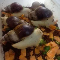 حلزون|خزنده|کرج, عظیمیه|دیوار