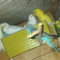 مرغ عشق و فنج