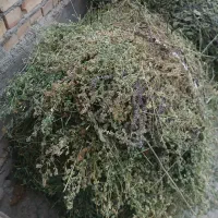 یونجه باغی چین دوم