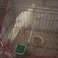 عروس هلندی بفروش میرسد|پرنده|بم, |دیوار