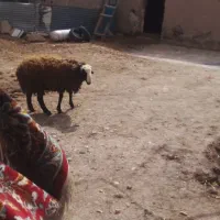 یک گوسفند نر