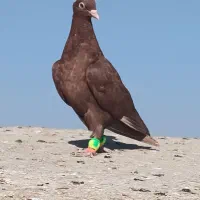 پرنده|پرنده|شهرآباد, |دیوار