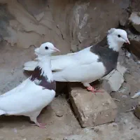 طوقی ماده|پرنده|مانه, |دیوار