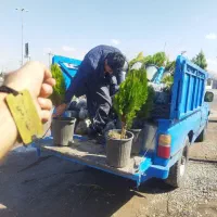 پیش فروش نهال هلو جوادی|خدمات باغبانی و درختکاری|فرخ‌شهر, |دیوار