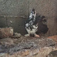 یک عدد کبوتر دم چتری