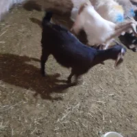 گوسفند فروشی|حیوانات مزرعه|دورود, |دیوار