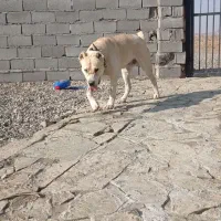 سگ گله|سگ|مه ولات, |دیوار