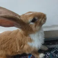 خرگوش