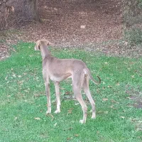 سگ تازی اصیل شکار بلد|سگ|گرگان, |دیوار