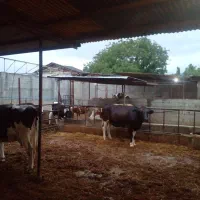 کارگر برای کار در دامداری