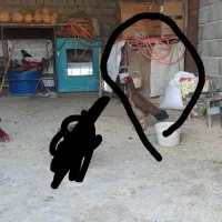 سلام خروس لاری ومرغ لاری