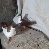 پرنده