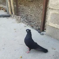 کفتر